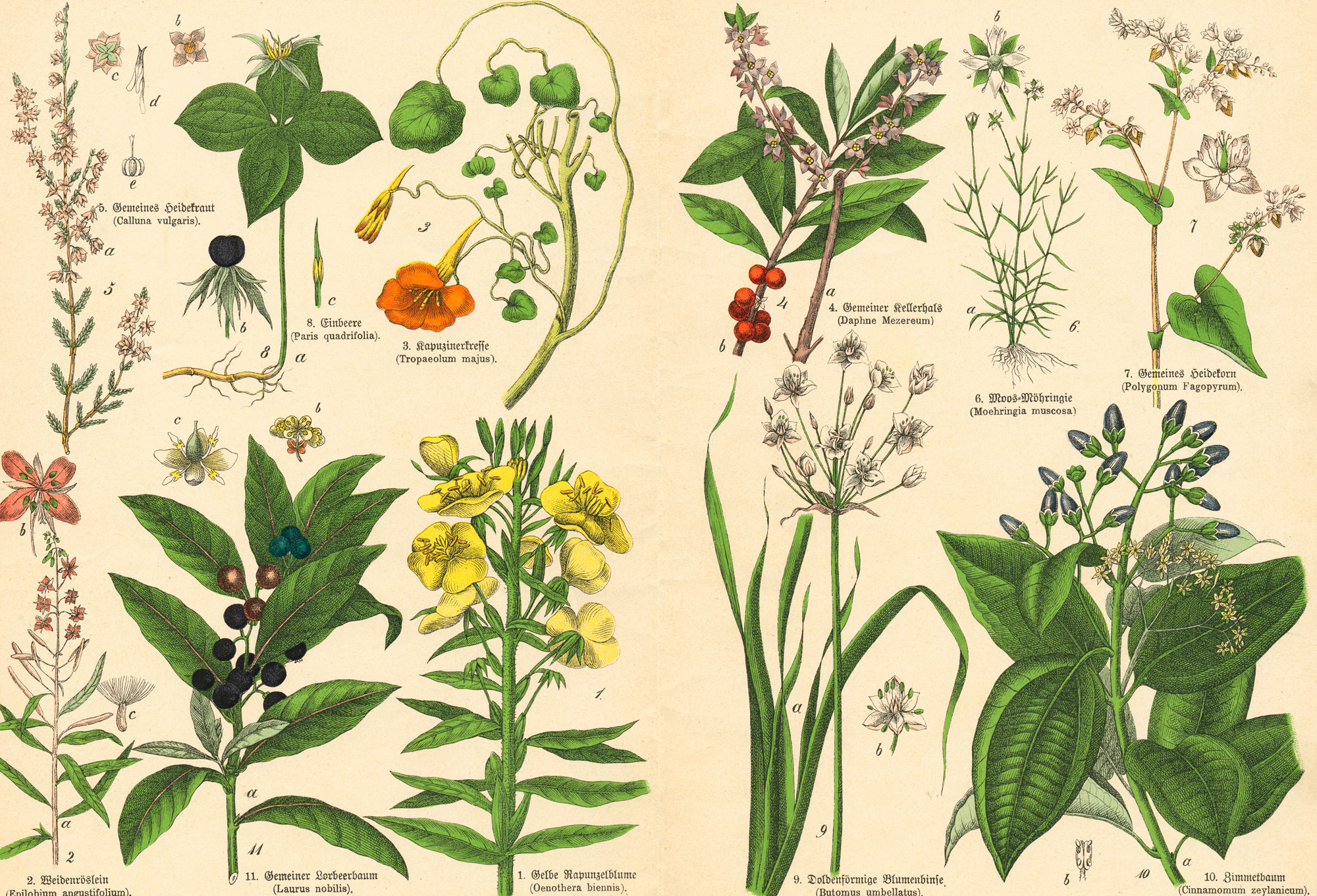 Biodiversity