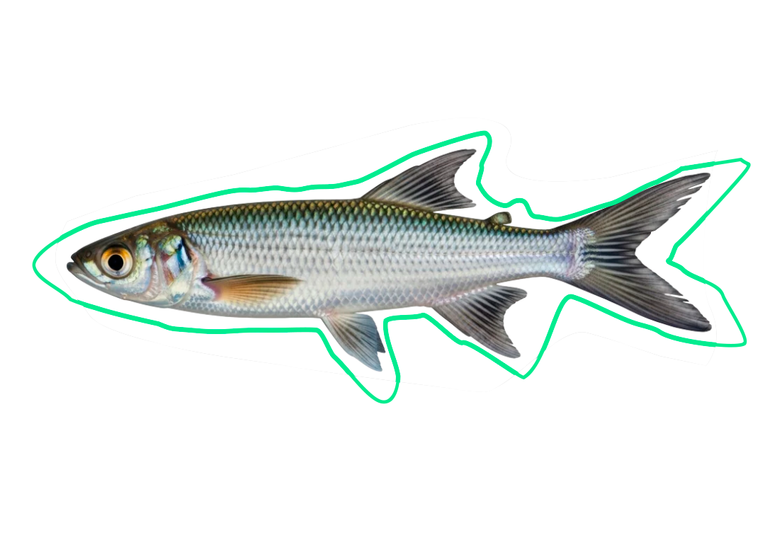 Fish annotation